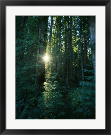 Framed Low angle view of sunstar through redwood trees, Jedediah Smith Redwoods State Park, California, USA. Print