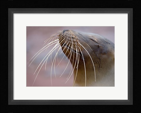 Framed Close-up of a Galapagos Sea Lion, Galapagos Islands, Ecuador Print