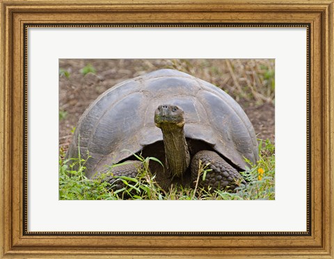 Framed Close-up of a Galapagos Giant tortoise (Geochelone elephantopus), Galapagos Islands, Ecuador Print