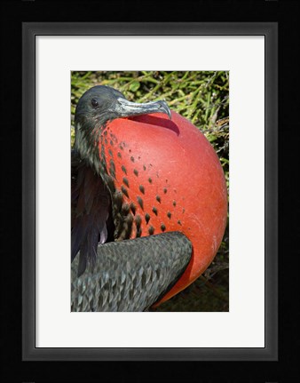 Framed Close-up of a Magnificent Frigatebird (Fregata magnificens), Galapagos Islands, Ecuador Print