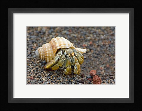 Framed Close-up of a Hermit crab (Coenobita clypeatus), Galapagos Islands, Ecuador Print