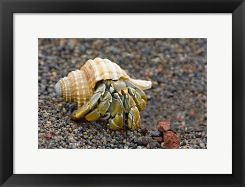 Framed Close-up of a Hermit crab (Coenobita clypeatus), Galapagos Islands, Ecuador Print