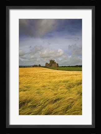 Framed Cistercian Dunbrody Abbey (1182) beyond Barley Field, County Wexford, Ireland Print