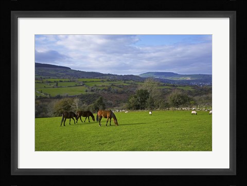 Framed Horses and Sheep in the Barrow Valley, Near St Mullins, County Carlow, Ireland Print