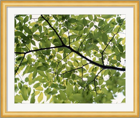 Framed Backlit green tree branch Print