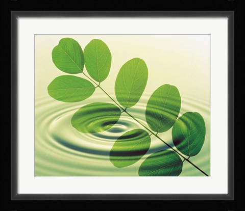 Framed Green leafy branch superimposed on green water ripples Print