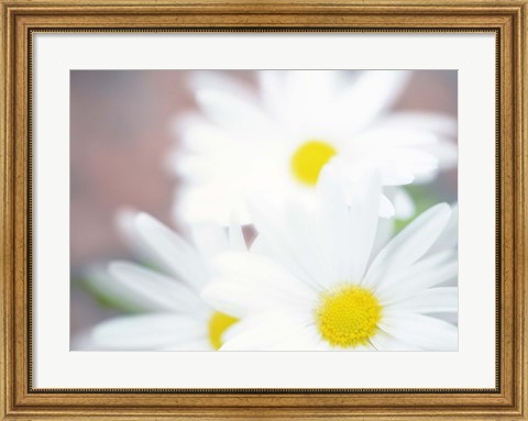 Framed Close up of daisies with purple background Print
