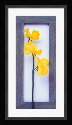 Framed Rectangular purple frame with yellow flowers on green stems in center on pink background Print