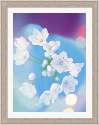 Framed Close up of white flowers with out of focus blue background Print
