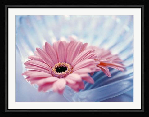 Framed Close up of two pink gerbera daisies in water ripples Print