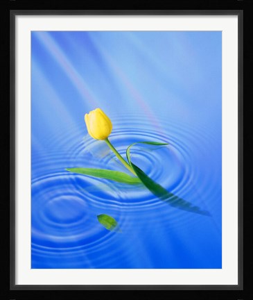 Framed Single yellow tulip rising from water ripples Print