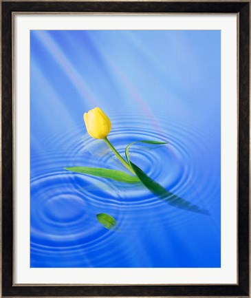 Framed Single yellow tulip rising from water ripples Print