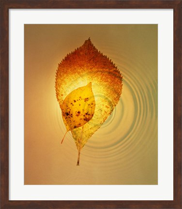 Framed Superimposed amber leaves over circles with bright light Print