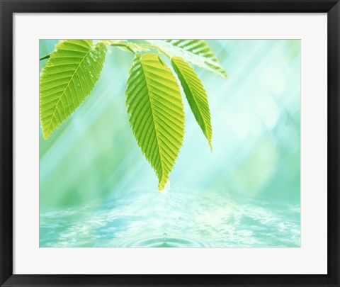 Framed Selective focus close up of green leaves above water ripples in blue Print