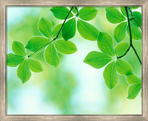 Framed Selective focus close up of green leaves hanging from tree Print