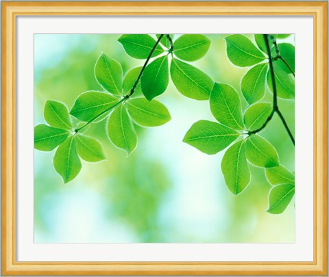 Framed Selective focus close up of green leaves hanging from tree Print