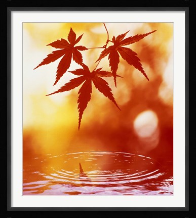 Framed Selective focus of red leaves above water ripples Print