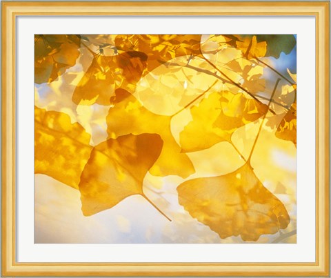 Framed Selective focus close up of golden yellow autumn leaves Print