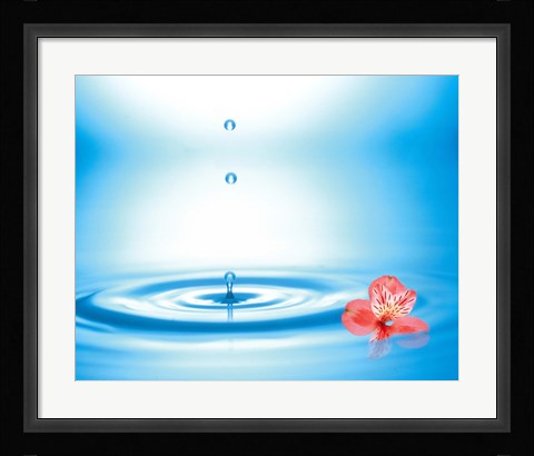 Framed Water drops rising from water rings with small coral flower Print