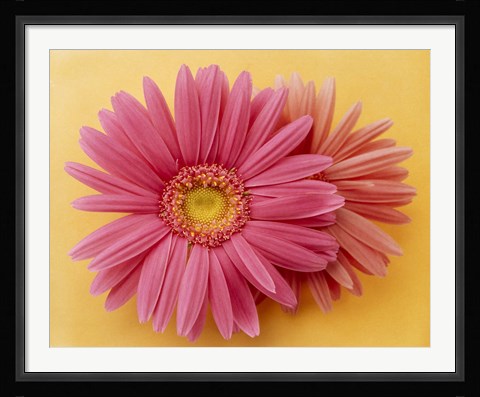 Framed Close up of two pink zinnias on yellow gold background Print