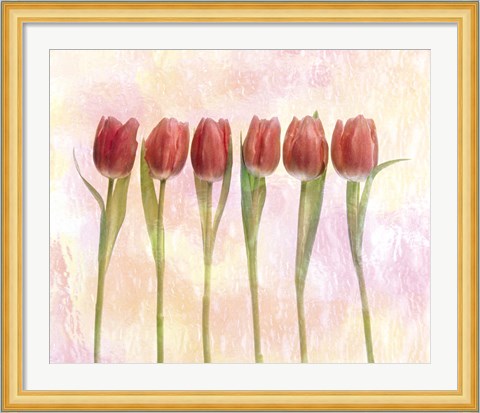 Framed Six pink tulips with green stems and leaves upright in front of pink plaster wall Print