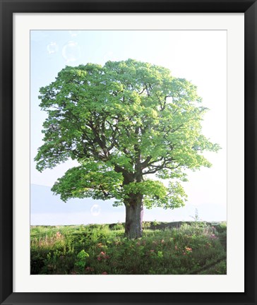 Framed Single green tree standing in field with blue sky Print