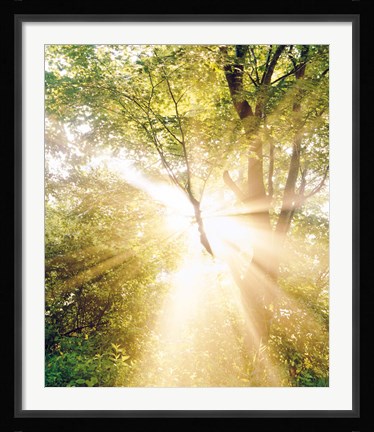 Framed Burst of white light through green trees Print