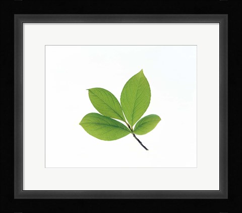 Framed Green Leaves Close-Up Print