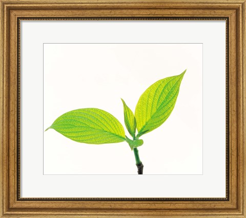 Framed Close-Up of Green Leaves III Print