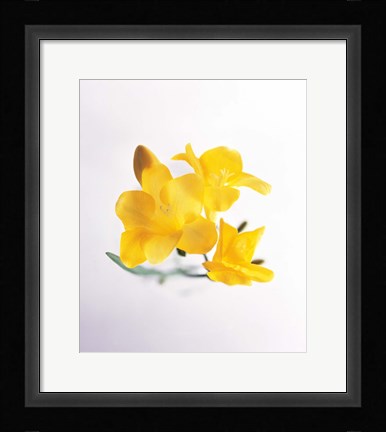 Framed Close up of deep yellow flowers on blue and white Print