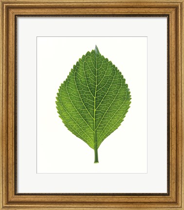 Framed Close up of Green Leaf Print