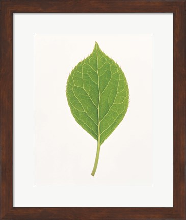 Framed Vertical Green Leaf on Light Grey Print