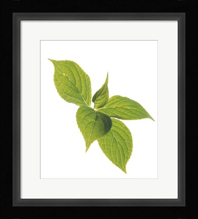 Framed Close up of green leaves on pale green and white Print
