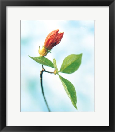 Framed Close up of dark pink flower bud on green stem with green leaves on watercolor blue Print