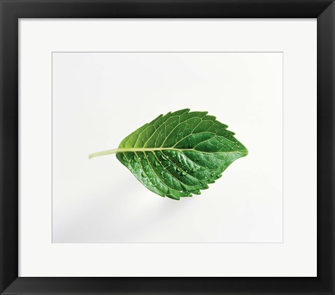 Framed Horizontal Green Leaf on Light Grey Print