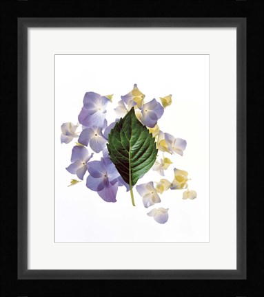 Framed Close up of green leaf and lavender flower petals scattered on white Print