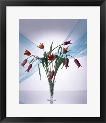 Framed Long stemmed bouquet of dark pink tulips in a small vase draped with light blue sheer fabric Print