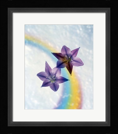 Framed Two violet flower on white blue and yellow background Print