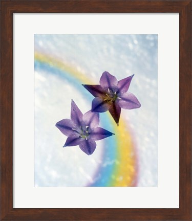 Framed Two violet flower on white blue and yellow background Print