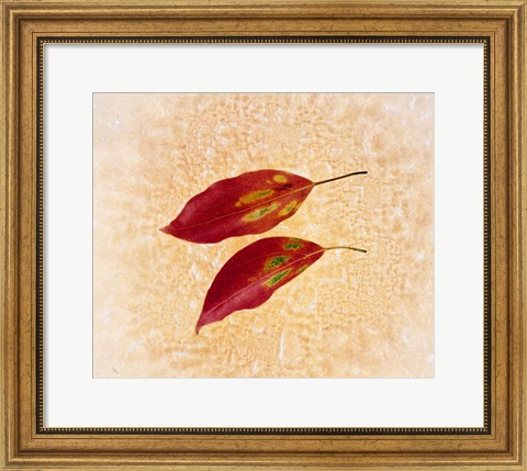 Framed Two red leaves on pink background Print