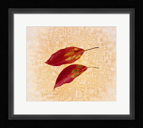Framed Two red leaves on pink background Print