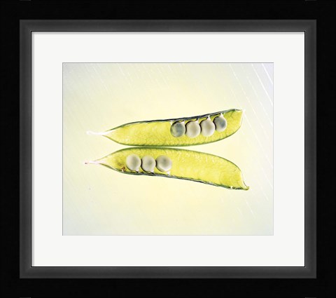 Framed Two transparent pea pods with yellow green background Print