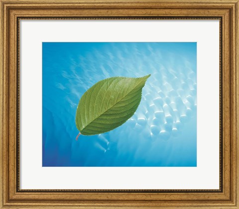Framed Single green leaf above blue water with lights Print