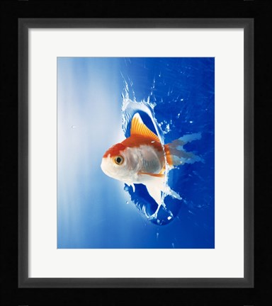 Framed Orange, yellow and white fish flying through water splash Print