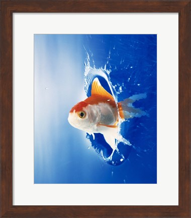 Framed Orange, yellow and white fish flying through water splash Print