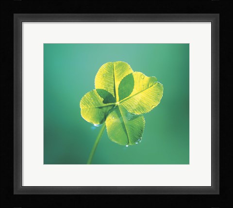 Framed Close up of green leaf sprig on dark teal Print