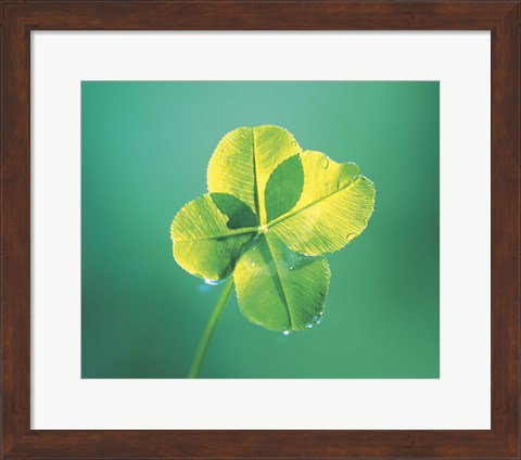Framed Close up of green leaf sprig on dark teal Print