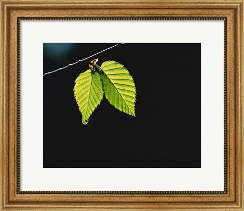 Framed Two green leaves on thin branch on black Print