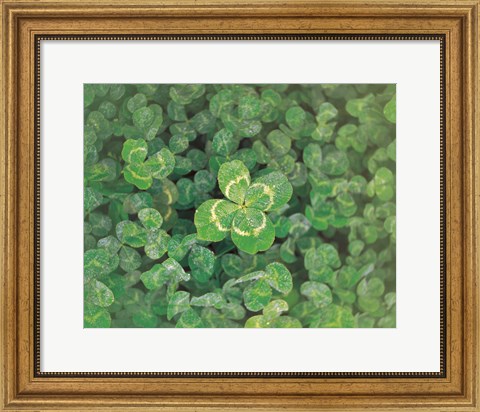 Framed Close up of green clover Print