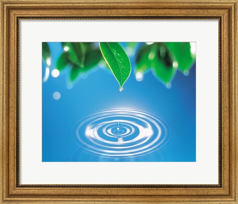 Framed Green leaves dripping water into perfect circles below Print